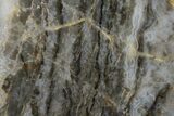 Polished Linella Avis Stromatolite - Million Years #180015-1